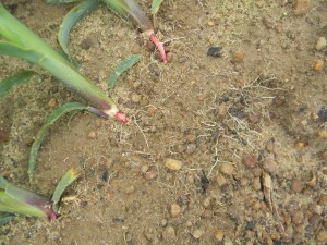 Nodal roots exposed due to lodging from high winds and saturated soils.